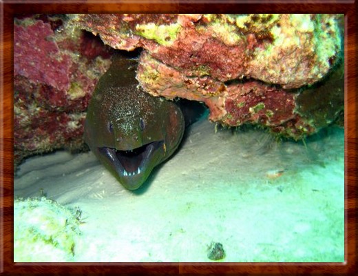 011 DON'T MESS WITH THIS DUDE, MORAY EEL